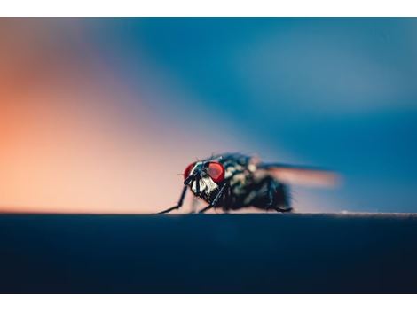 Dedetização de Mosquitos na Vila Gumercindo