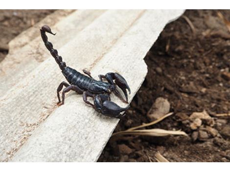 Dedetizadora de Escorpiões no Parque Novo Mundo