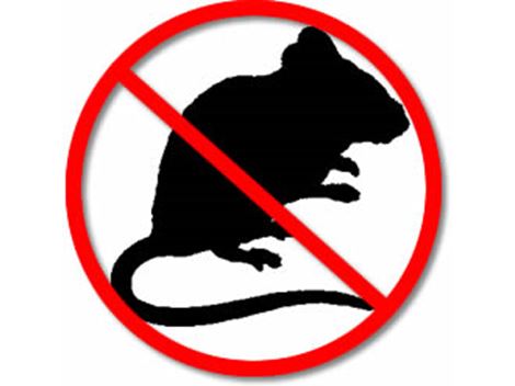 Serviços de Desratização no Catumbi