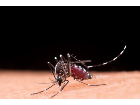 Dedetizadora de Mosquito da Dengue na Bandeira