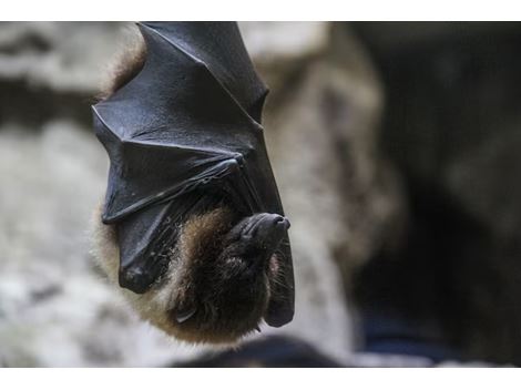 Dedetizadora de Morcegos no Morro da Pólvora